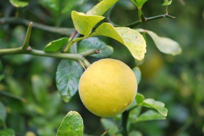 Poncirus trifoliata - citronečník trojlistý - plod